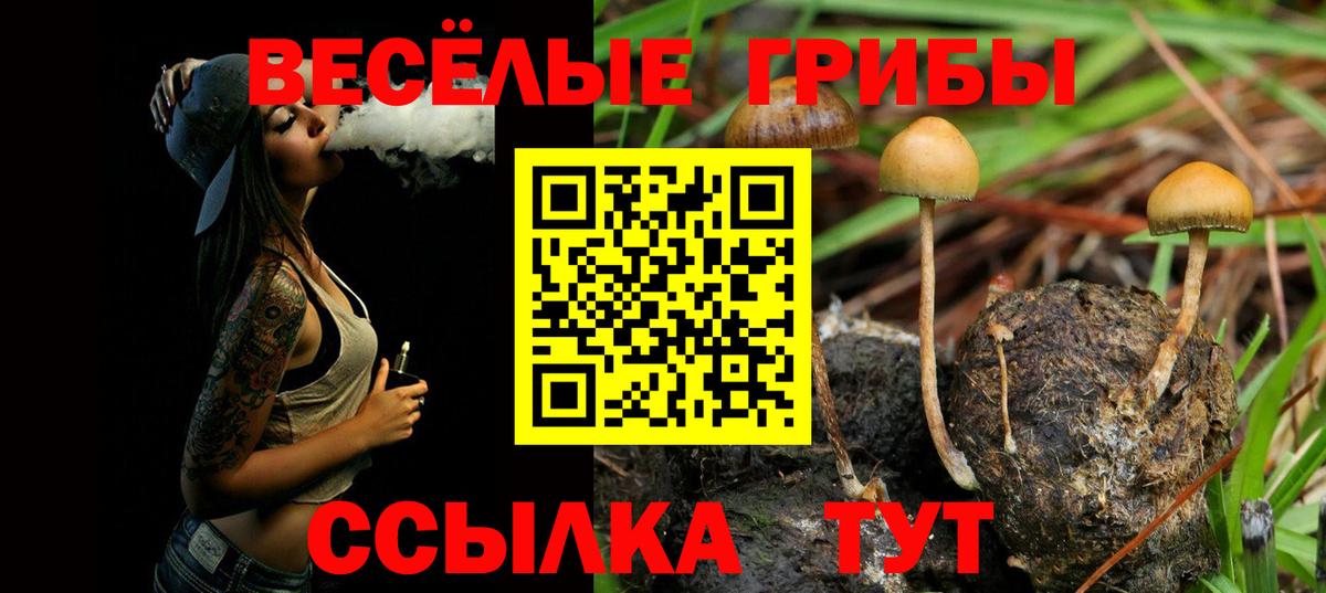 Псилоцибиновые грибы Cubensis  цена   Тверь  Вход с VPN 